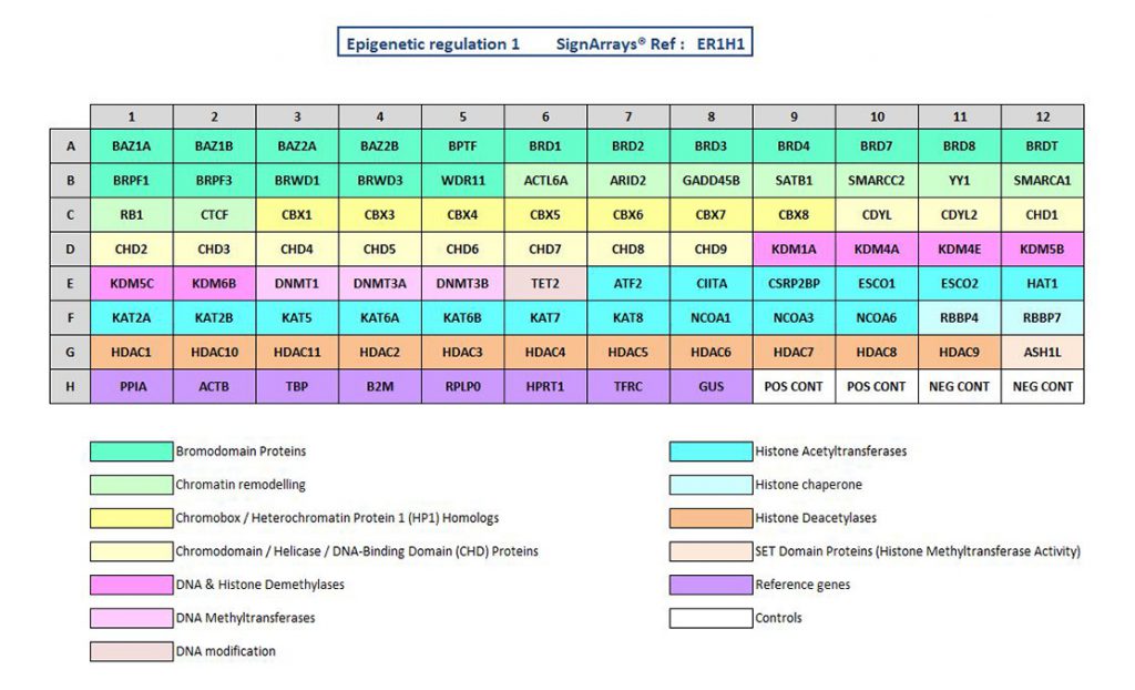 : Epigenetic regulation signaling pathway ER1H1 to explore involved epigenetic mechanisms by qPCR arrays technology (SignArrays).