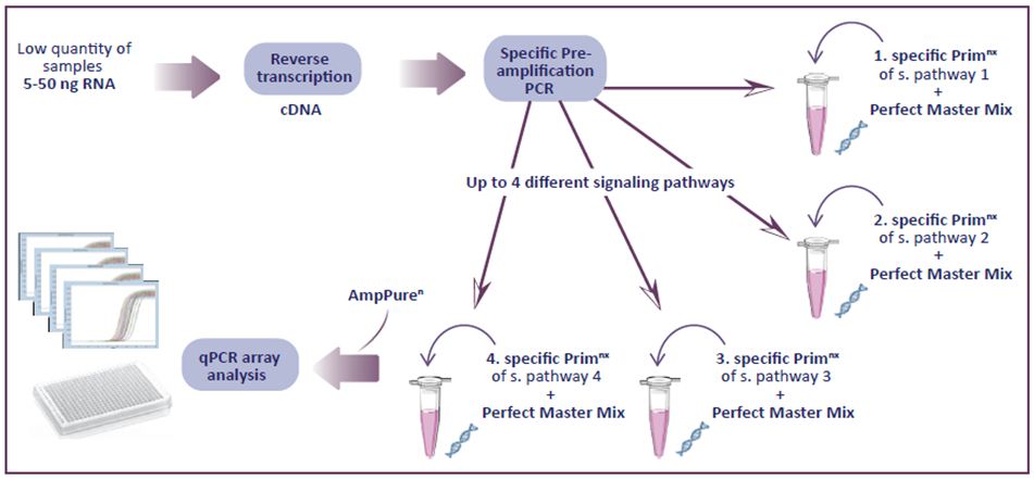 Une solution hautement fiable et flexible pour analyser jusqu'à 4 voies de signalisation avec seulement 5 ng d'ARN.