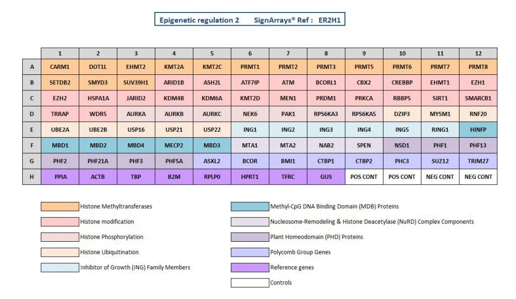 Epigenetic regulation signaling pathway ER2H1 Voie de signalisation de Régulation Epigénétique ER1H1 pour explorer les mécanismes épigénétiques impliqués via la technologie de qPCR arrays (SignArrays). to explore involved epigenetic mechanisms by qPCR arrays technology (SignArrays).