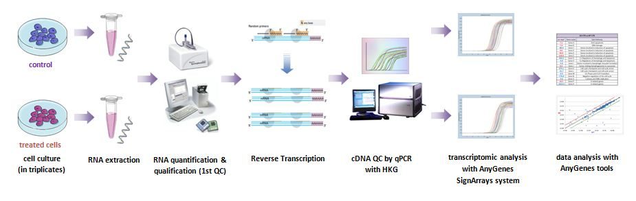 Nos services de développement de molécules in vitro sont appuyés par la technologie de qPCR arrays pour explorer les biomarqueurs et voies de signalisation impliqués.