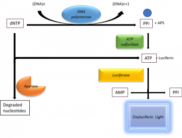 Le pyroséquençage est une technologie de choix pour l'analyse du niveau de méthylation de l'ADN sur des séquences cibles.is the technology of choice to analyse the DNA methylation level of target sequences.