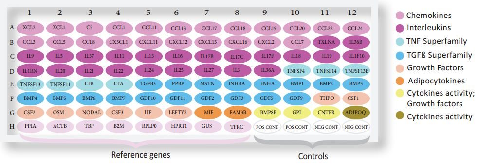 Voies de signalisation Exemple de plan de plaques qPCR SignArray Cytokines : 84 gènes d'intérêt, 8 gènes de référence et 4 contrôles qualité.