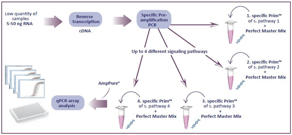 preamplification cDNA: A very high reliable and flexible solution to analyse until 4 signaling pathways from only 5ng of RNA.