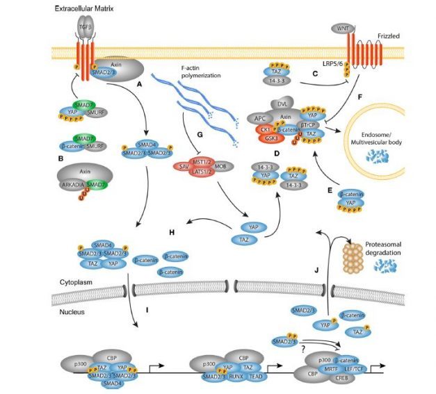 Fibrosis_and_other_signaling_pathways