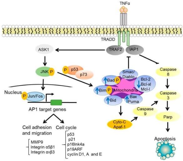JNK-signaling-pathway