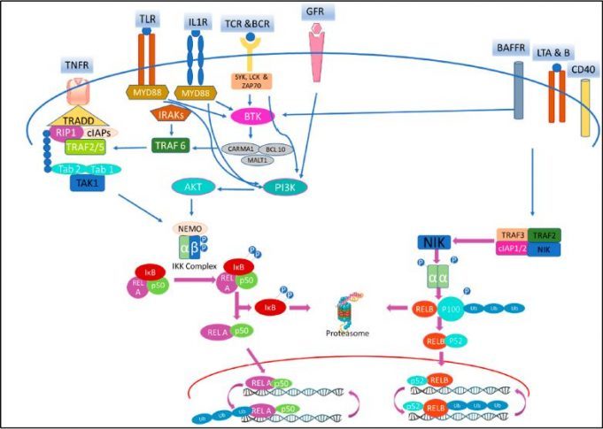 NFKB-signaling-pathway