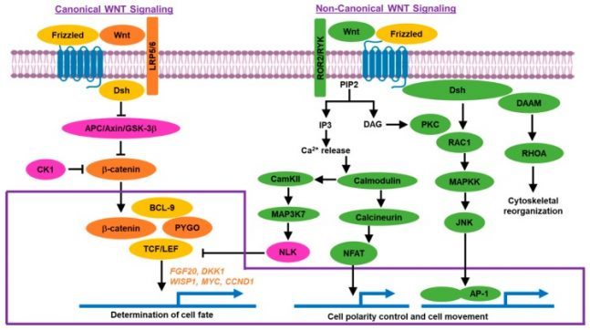 Wntβ-Catenin-Signaling-pathway