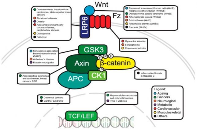 Wntβ-Catenin-Signaling-pathway-in-diseases