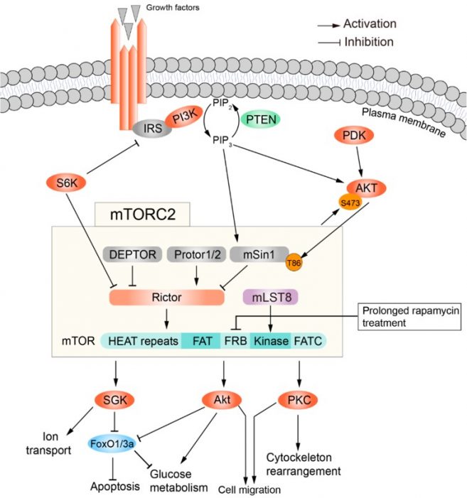 MTOR Pathway AnyGenes