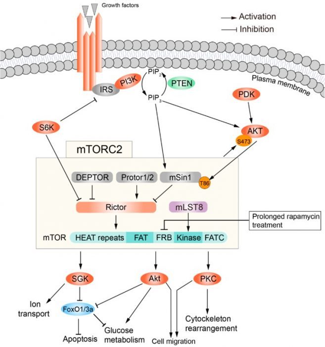 mTOR-Pathway-mTORC2.png