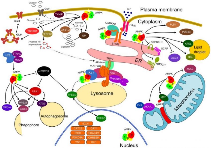 AMPK Pathway AnyGenes