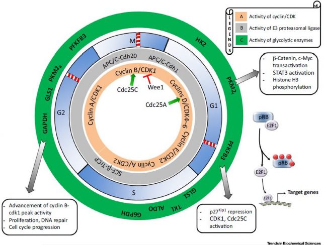 Cell-Cycle-and-Cancer
