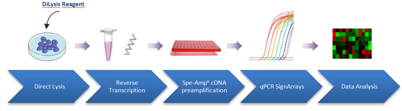 Direct Lysis reagents (DiLysis kit)have been optimised to offer you a simple and fast procedure to directly proceed to transcriptomic analysis from few cells.