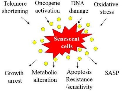Cellular senescence-Potential causes and consequences of cell senescence