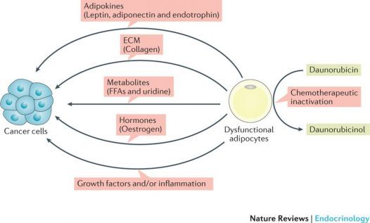 Adipogenesis_in_tumor_microenvironment
