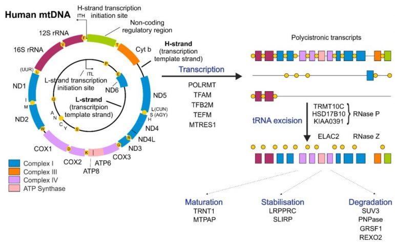 Human-Mitochondria-mtDNA