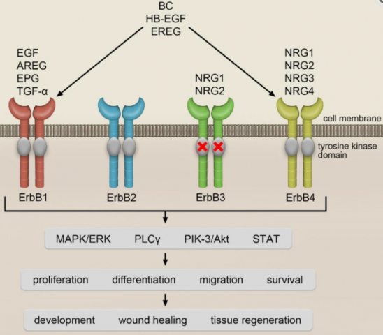ErbB-signaling-pathway-receptors and their ligands