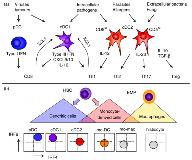 dendritic cells (DCs) are a class of bone‐marrow‐derived cells found in blood, tissues and lymphoid organs, and they are involved in triggering and regulating adaptive and innate immune responses