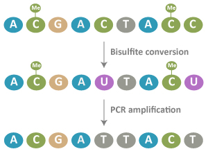DNA methylation and bisulfite conversion process