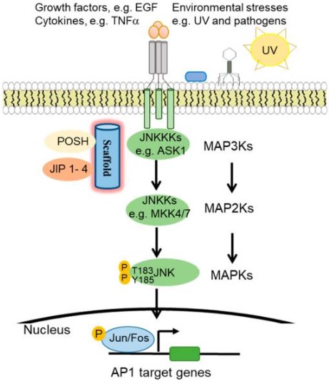 JNK-pathway