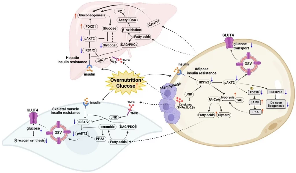 An integrated physiological signaling on different target tissues insulin resistance