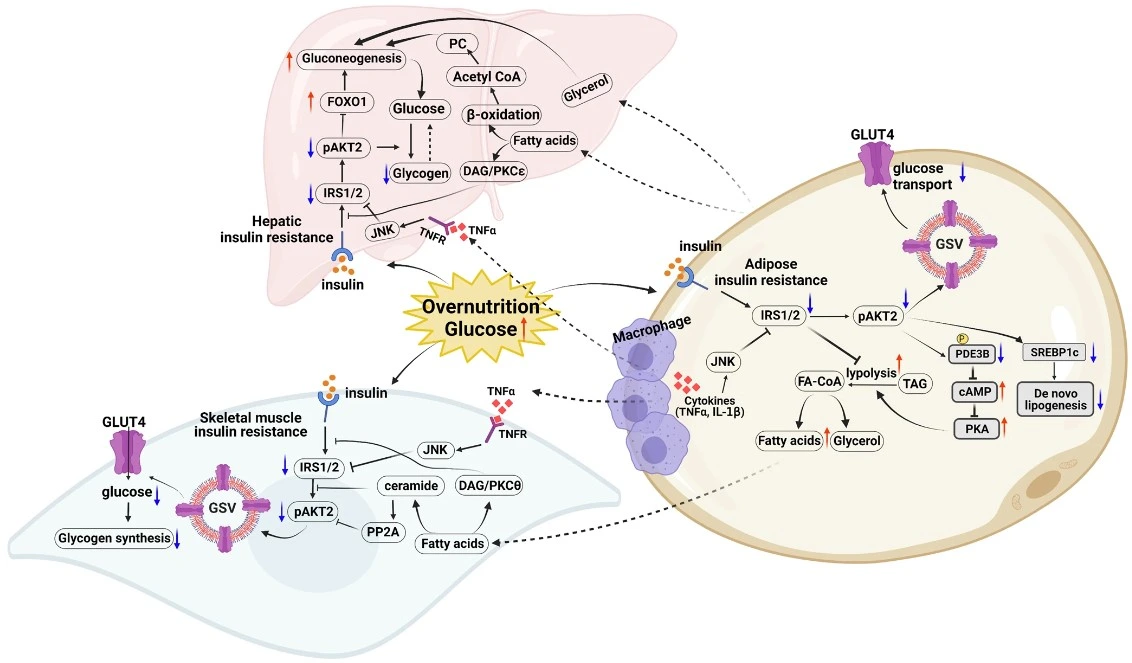 An integrated physiological signaling on different target tissues insulin resistance pathway.