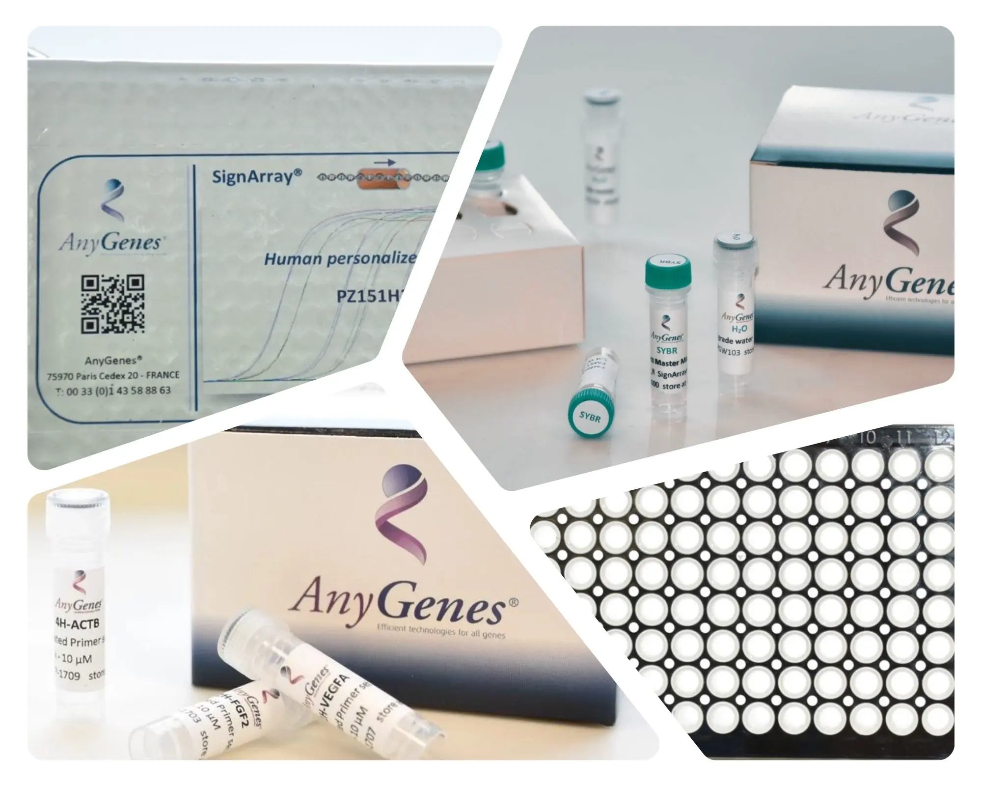 AnyGenes has developed a large catalog of molecular biology reagents and assays dedicated to gene expression, cell signaling and biomarkers profiling