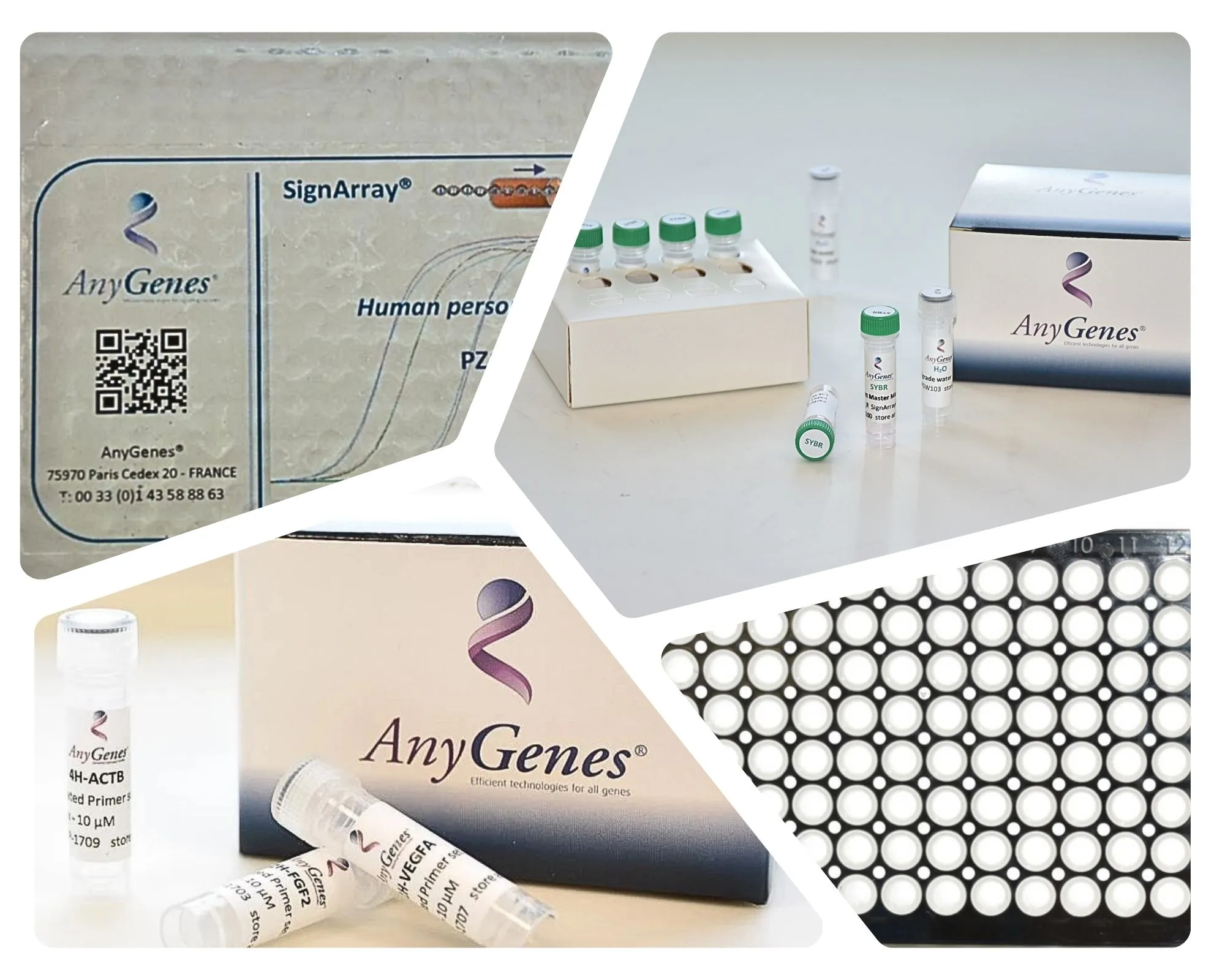 AnyGenes has developed a large catalog of molecular biology reagents and assays dedicated to gene expression, cell signaling and biomarkers profiling