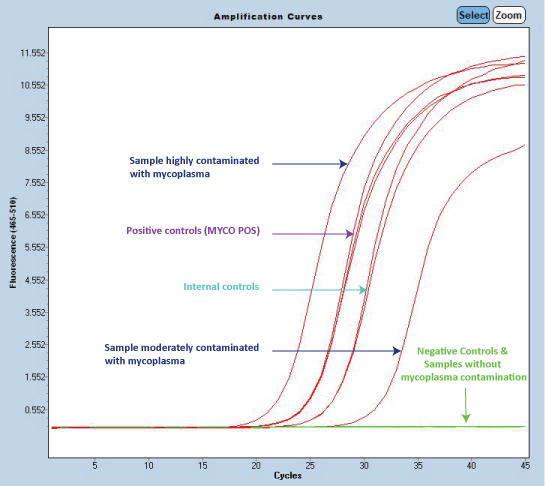 With highly sensitive and specific primer sets, MycoDiag assays ensure the detection of Mycoplasma DNA in your samples by qPCR / PCR.