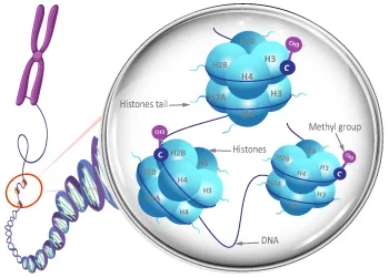 DNA methylation forms one of multiple layers of epigenetic regulation, and is a key epigenetic modification to cytosines, often in CpG dinucleotides.