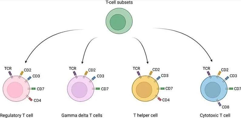 Detailed representation of T cell surface markers, including CD3, CD4, and CD8, for immune response research and differentiation of T cell subsets.