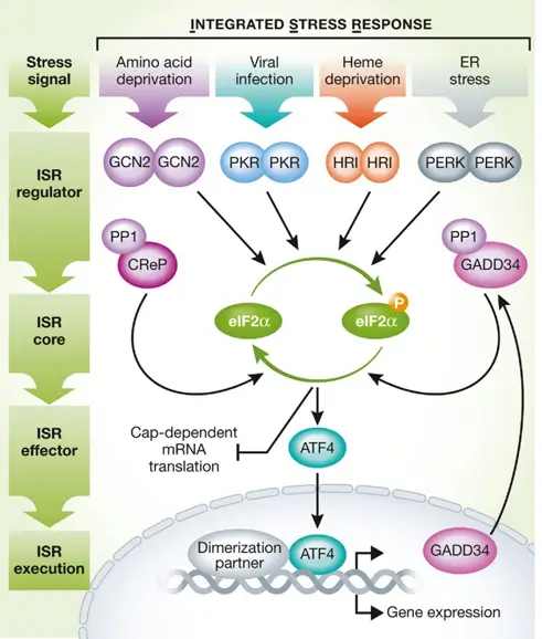 Integrated Stress Response Mechanisms