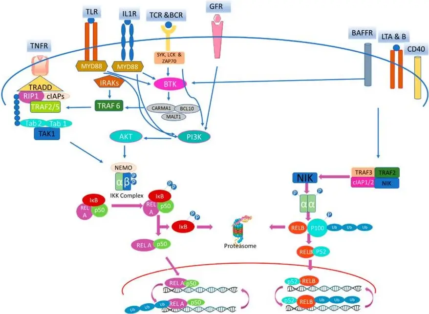 canonical and non-canonical Nuclear factor kappa B (NF-κB) signaling pathways.