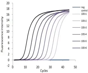 Our qPCR Master Mix SYBR Green reagents have been optimised to ensure high sensitivity, efficiency and reliability.