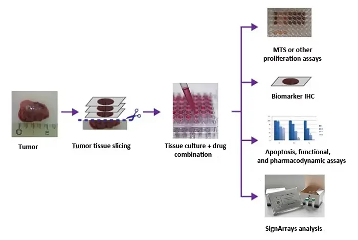 Histoculture Drug Response Assays service is a reliable solution to perform your clinical simulation studies.
