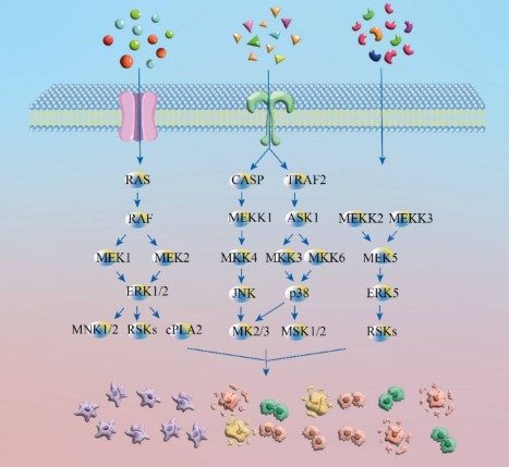 Three major transduction pathways of the MAPK-signaling pathway.