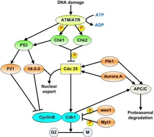Activation of the G2/M checkpoint after DNA damage