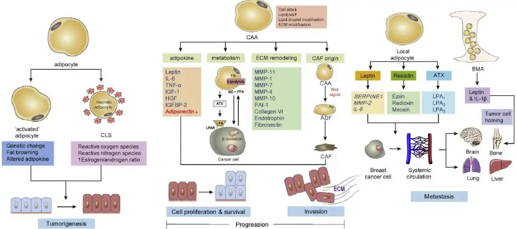 Adipogenesis and its connection to various diseases