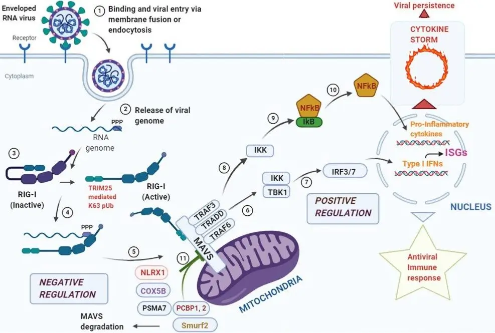 Discover how your body’s natural defense mechanisms spring into action to protect you from viral invaders