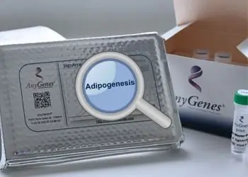 Study adipogenesis pathways with AnyGenes qPCR arrays for gene expression analysis.