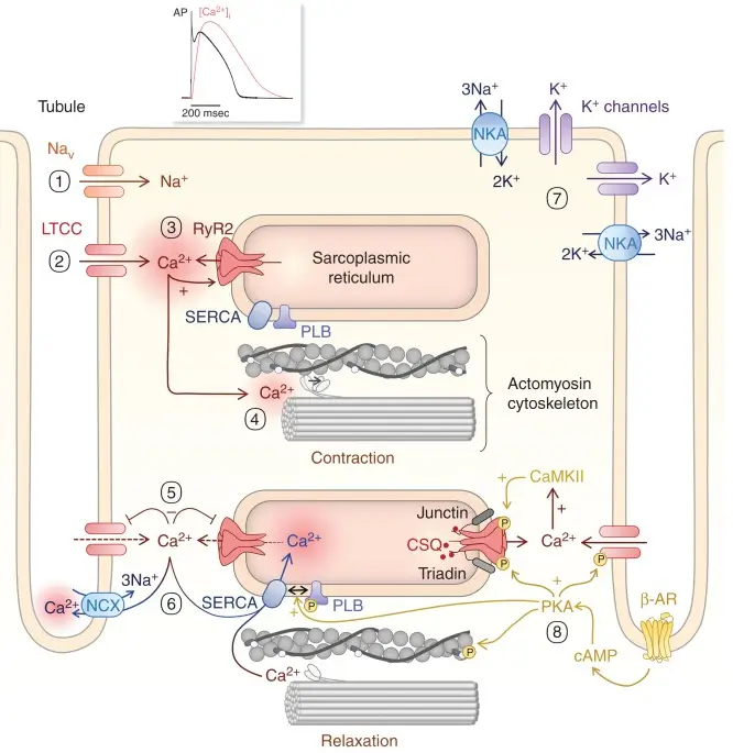 cardiomyocytes and Excitation–contraction coupling (ECC) process
