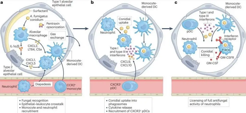 Discover the intricate defenses your body employs to fend off fungal invaders and keep you healthy.