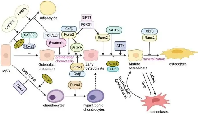 Different transcription factors regulate three different differentiation fates — adipocytes, osteoblasts, and chondrocytes from MSCs