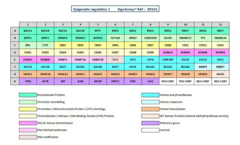 Epigenetic regulation signaling pathway ER1H1 to explore involved epigenetic mechanisms by qPCR arrays technology (SignArrays).