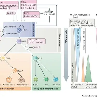 Epigenetic_regulation