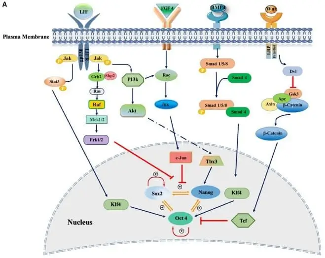 Extrinsic signaling pathways governing stemness of pluripotent stem cells.