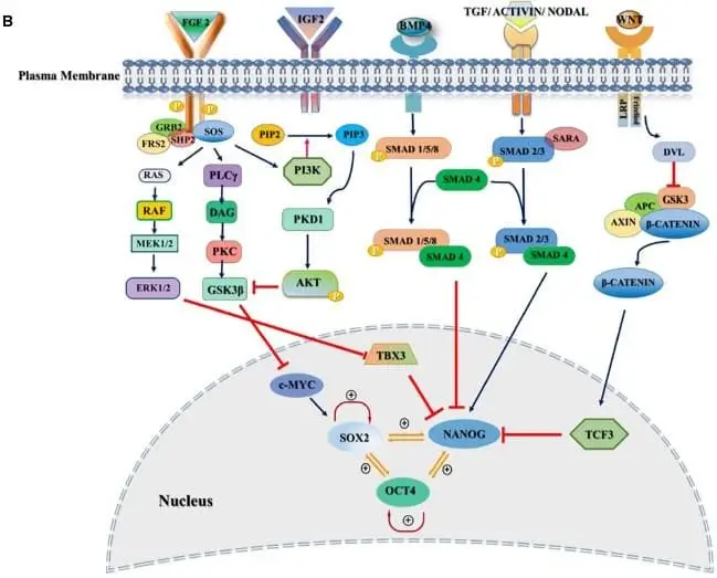 Extrinsic signaling pathways governing stemness of pluripotent stem cells in mouse and human