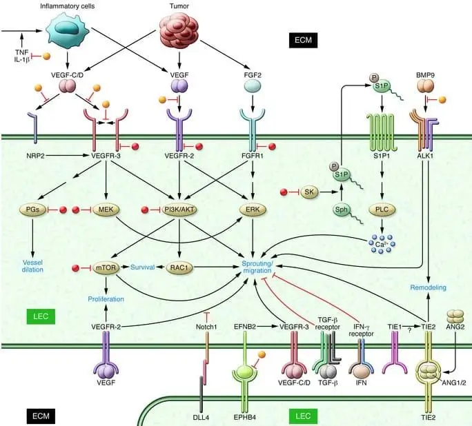 Growth factor and cytokine signaling pathways in lymphangiogenesis.