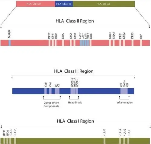 Overview of different types of Human Leukocyte Antigens (HLA) and their significance in immune response and transplantation.
