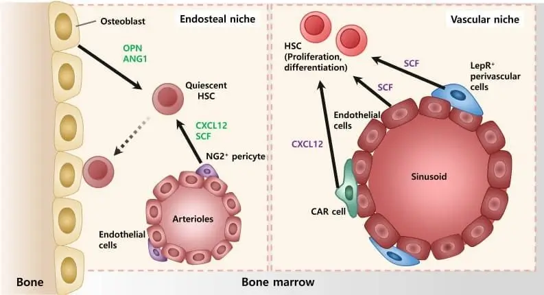 Hematopoietic stem cell (HSC) : bone marrow microenvironment with their components.